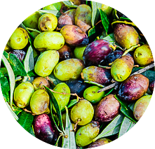 Olive Biancolilla : un fruité incroyable (et naturellement bi-colore)