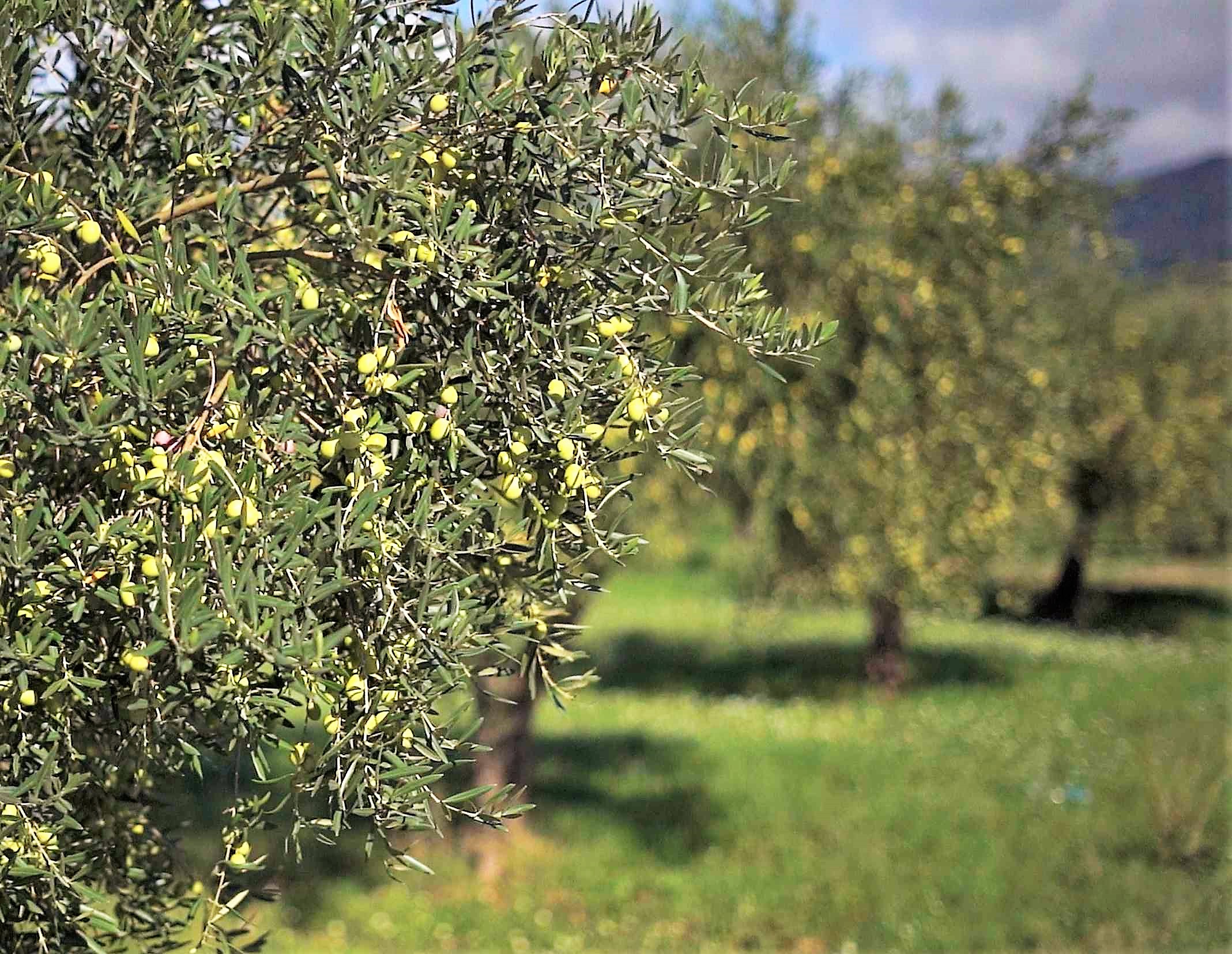 Huile d'olive bio de Sicile