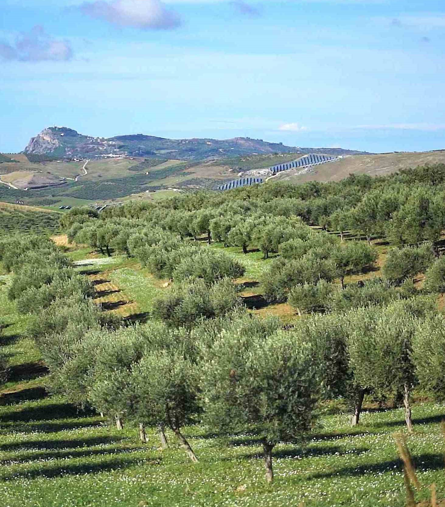 Les oliviers de notre producteur qui poussent sous un beau soleil de Sicile... OKLM